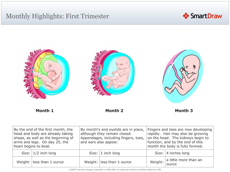 Monthly_Highlights_First_Trimester