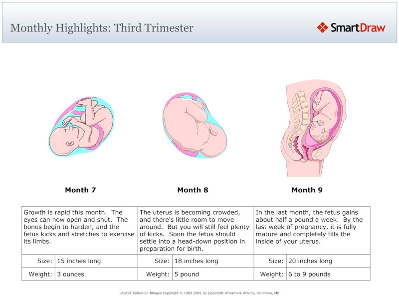 Monthly_Highlights_Third_Trimester