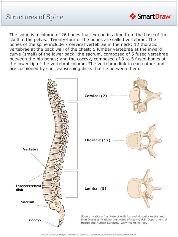 Structures_of_Spine