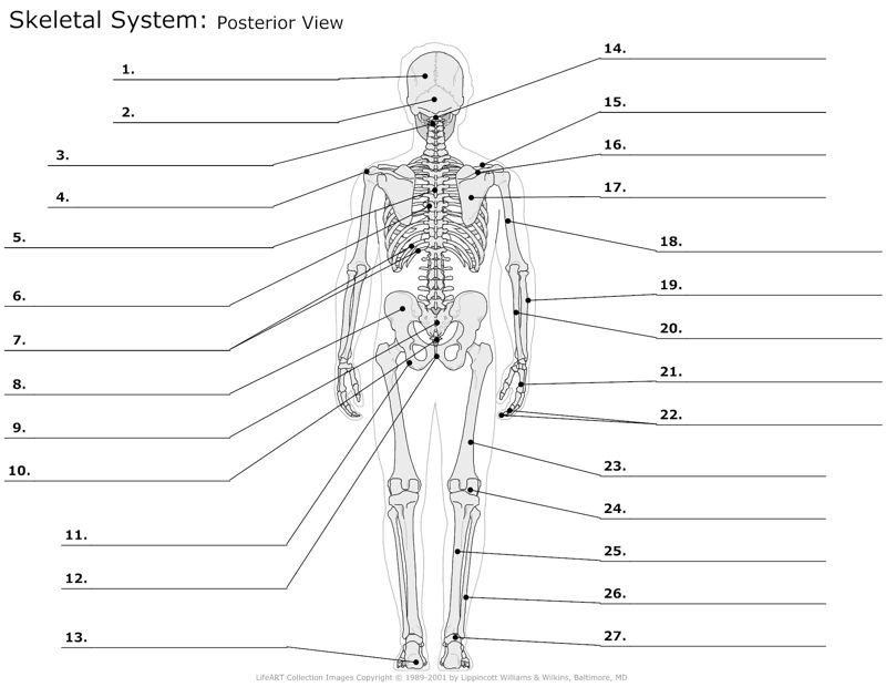 Skeletal_System Posterior_View