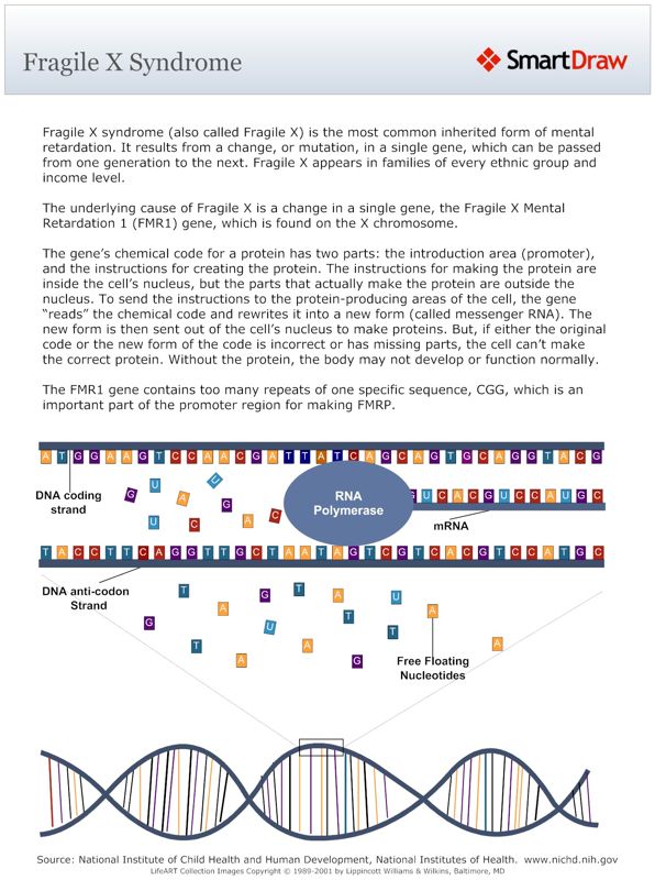 Fragile_X_Syndrome