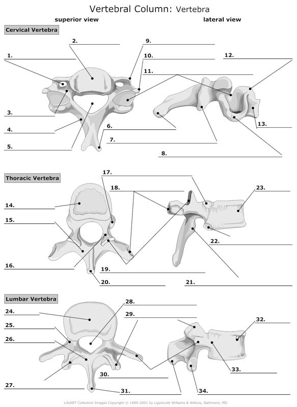 Vertebral_Column Vertebra