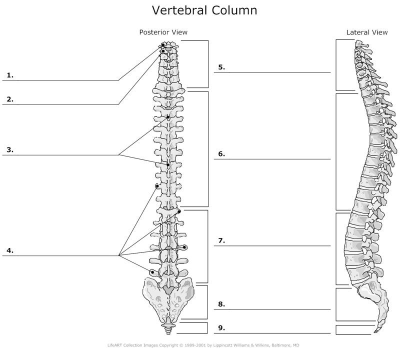 Vertebral_Column