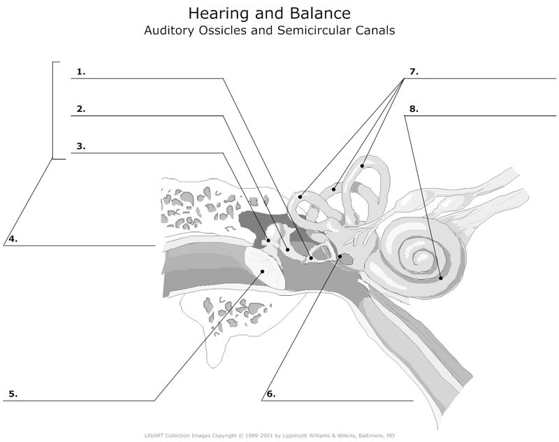 Hearing_and_Balance Auditory_Ossicles_and_Semicircular_Canals