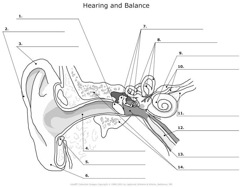 Hearing_and_Balance
