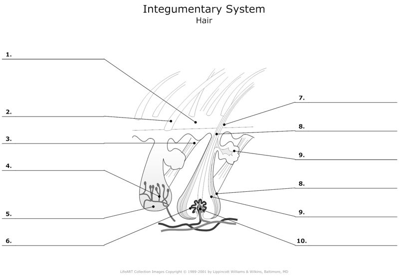 Integumentary_System Hair