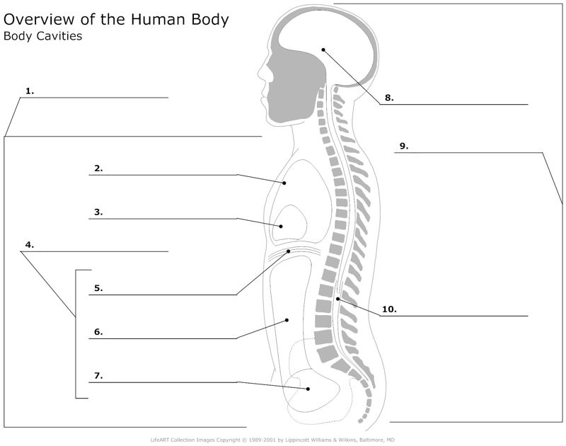 Overwiev_of_the_Human_Body Body_Cavities