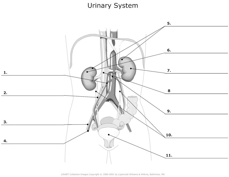 Urinary_System