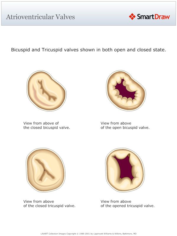 Atrioventricular_Valves