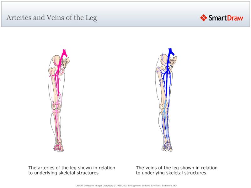 Arteries_and_Veins_of_the_Leg
