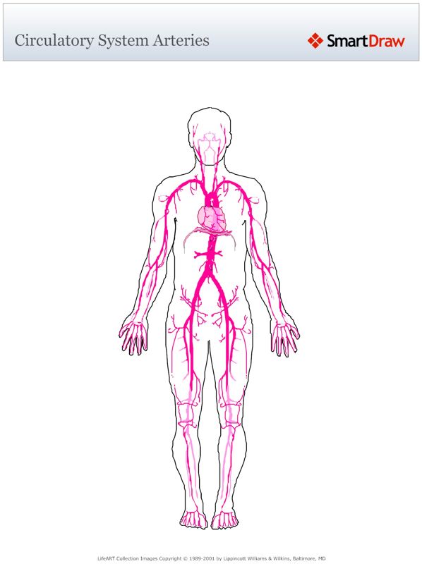 Circulatory_System_Arteries