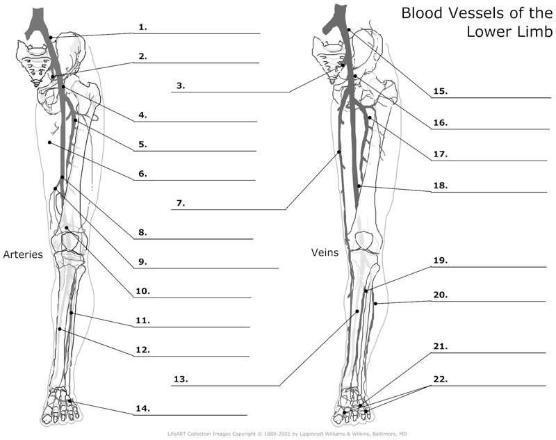 Blood_Vessels_of_the_Lower_Limb