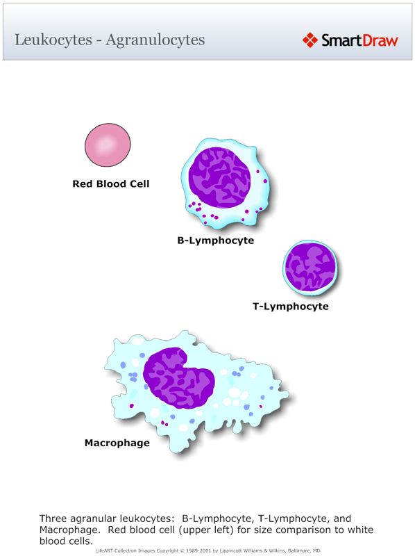 Leukocytes_-_Agranulocytes