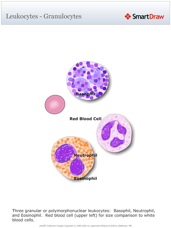 Leukocytes_-_Granulocytes