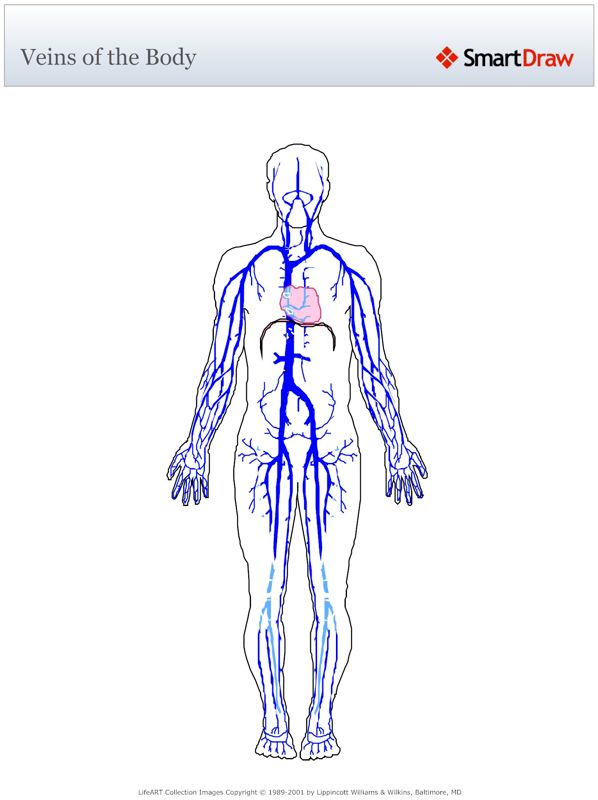Veins_of_the_Body