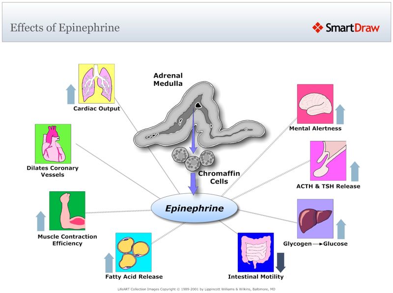 Effects_of_Epinephrine