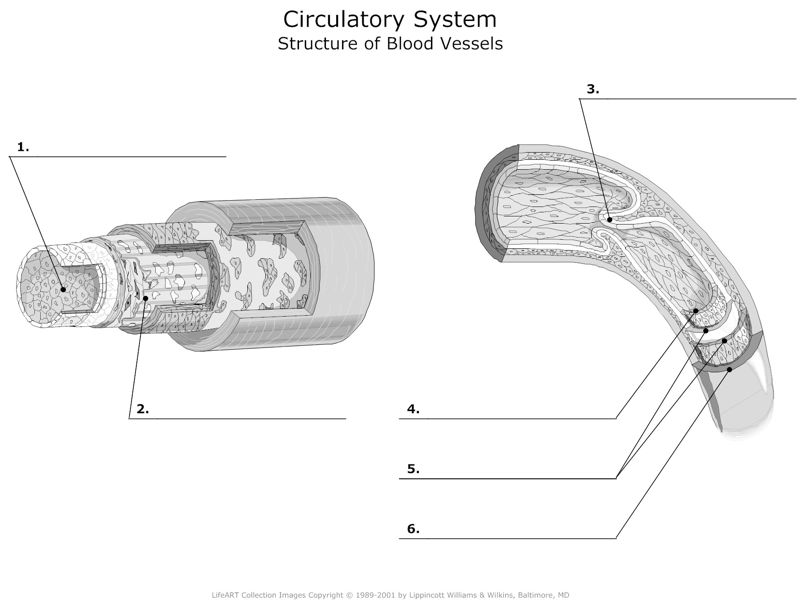 Structure_of_Blood_Vessels