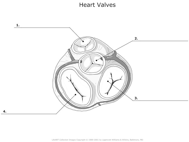 Heart_Valves