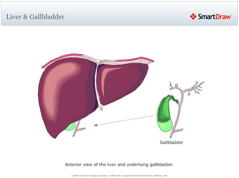 Liver_&_Gallbladder