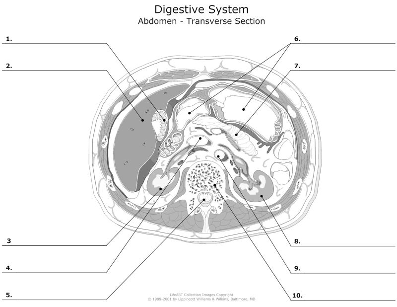Digestive_System_Abdomen_Transverse_Section