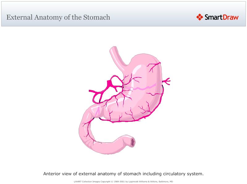 External_Anatomy_of_the_Stomach