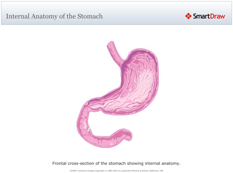 Internal_Anatomy_of_the_Stomach