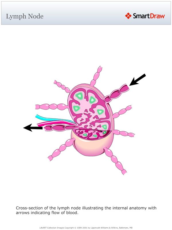 Lymph_Node