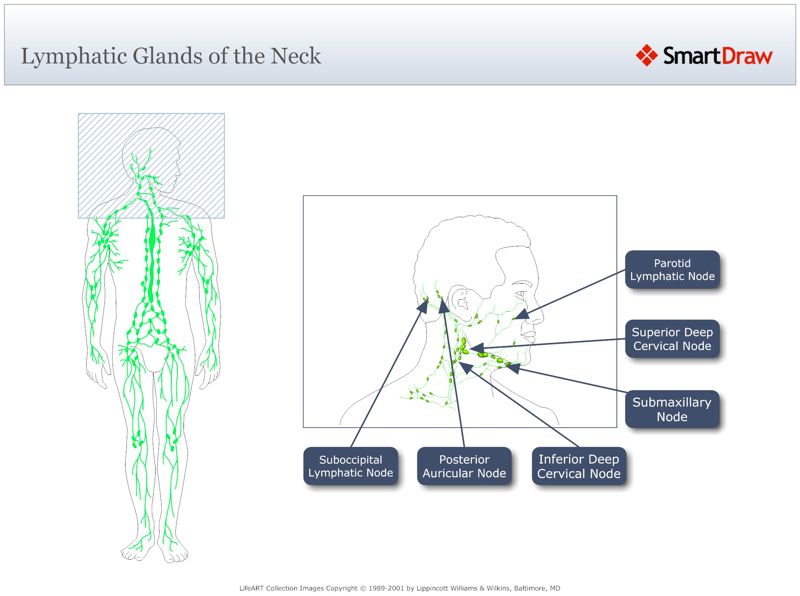 Lymphatic_Glands_of_the_Neck