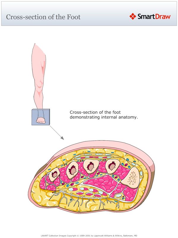 Cross-section_of_the_Foot