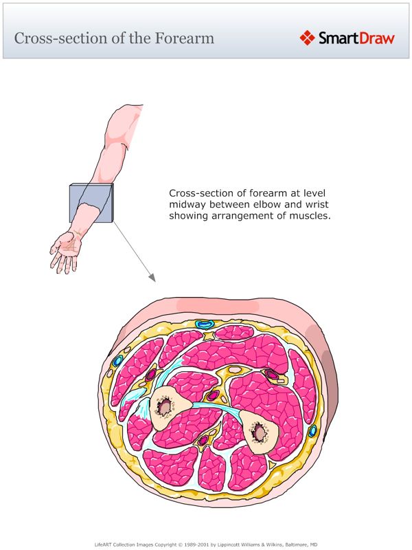 Cross-section_of_the_Forearm