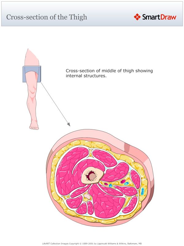 Cross-section_of_the_Thigh