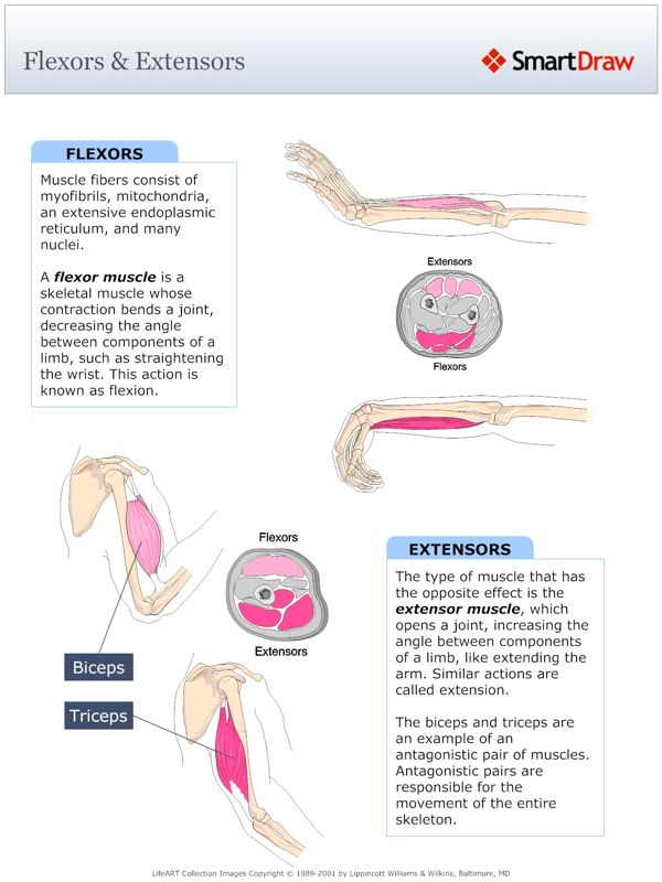 Flexors_&_Extensors