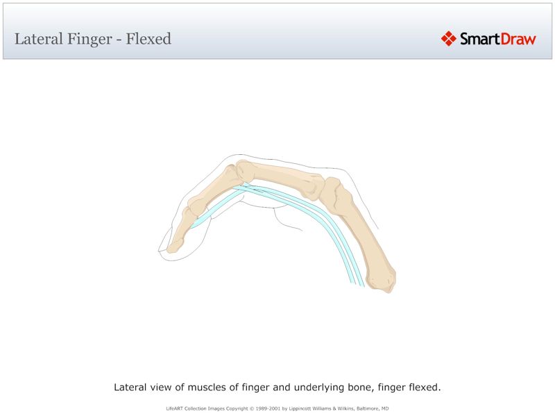 Lateral_Finger_-_Flexed