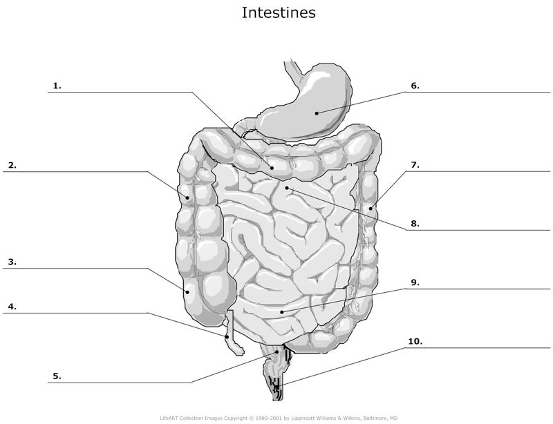 Intestines