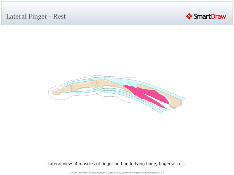 Lateral_Finger_-_Rest