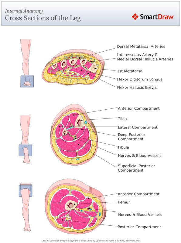 Internal_Anatomy_Cross_Sections_of_the_Leg
