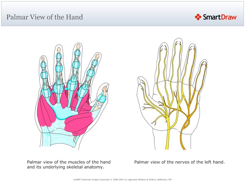 Palmar_View_of_the_Hand