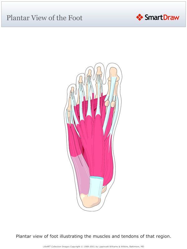 Plantar_View_of_the_Foot
