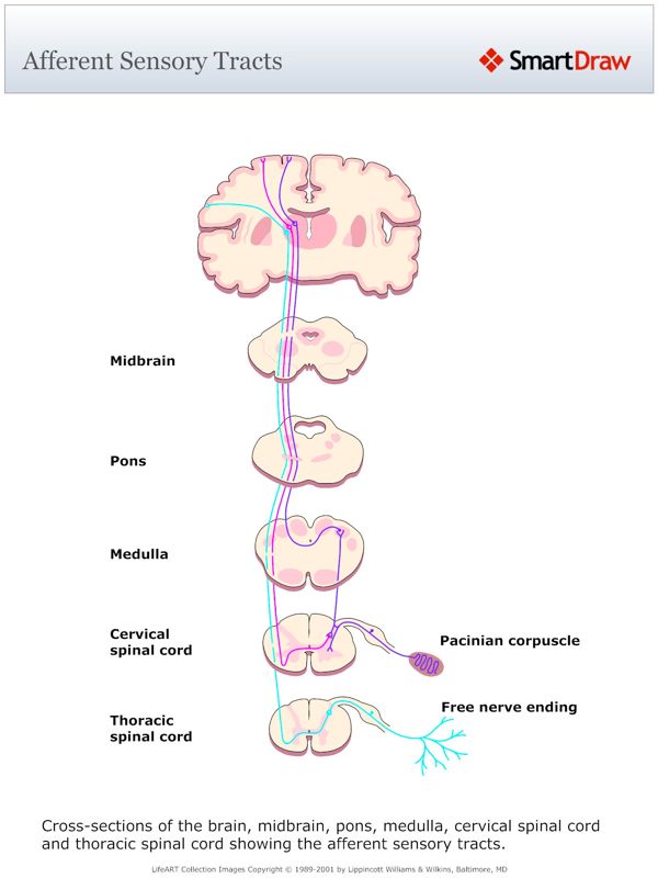 Afferent_Sensory_Tracts