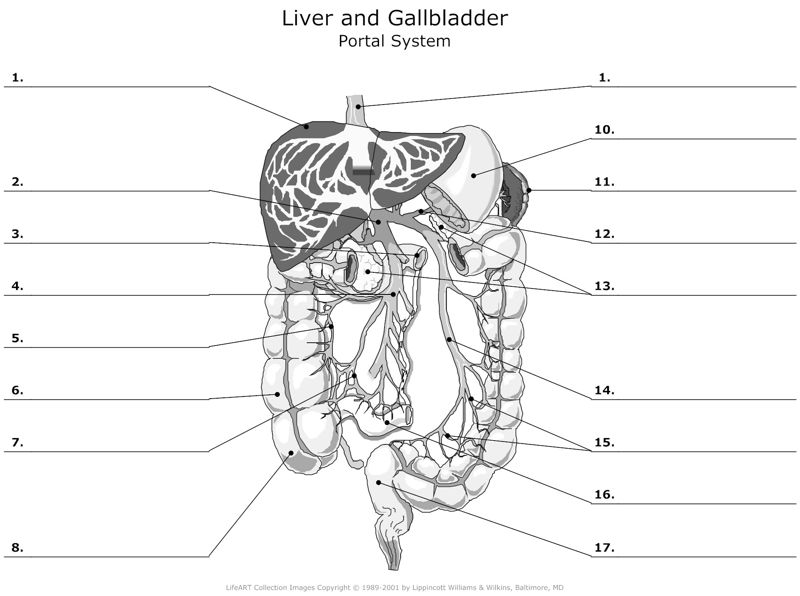 Liver_and_Gallbladder_Portal_System