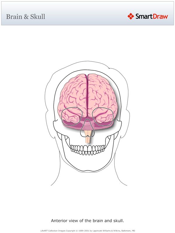 Brain_&_Skull