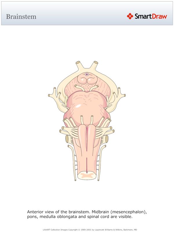 Brainstem