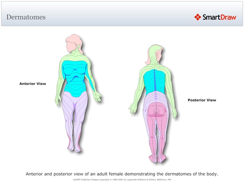 Dermatomes