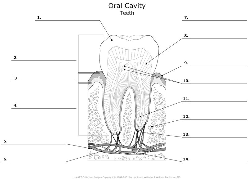 Oral_Cavity_Teeth