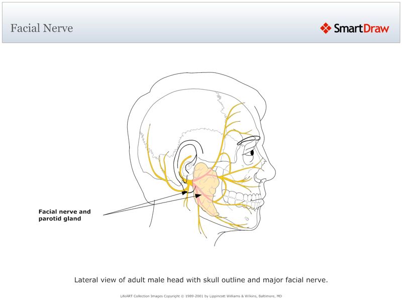 Facial_Nerve
