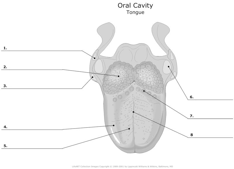 Oral_Cavity_Tongue