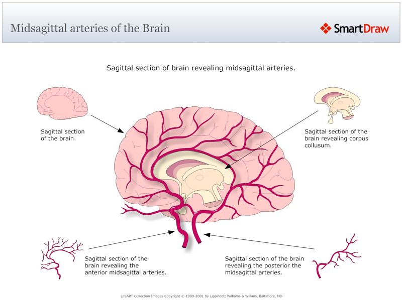 Midsagittal_arteries_of_the_Brain
