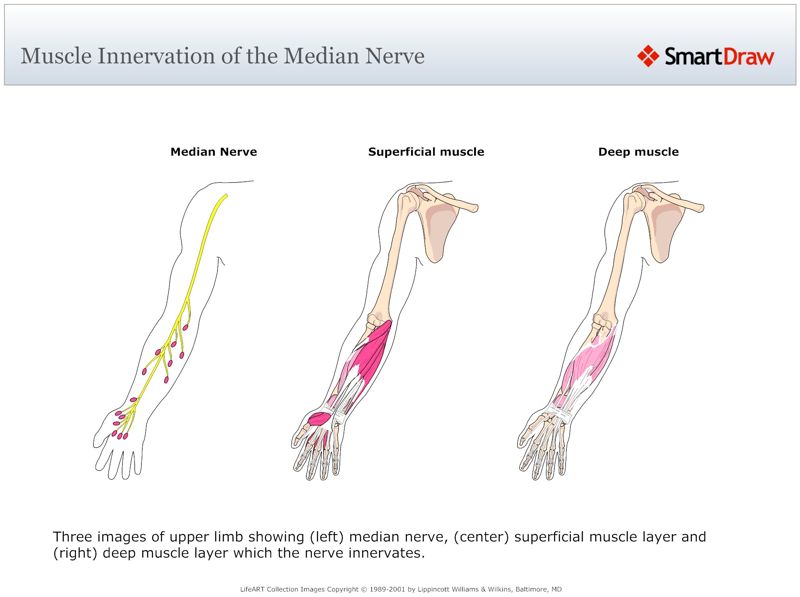 Muscle_Innervation_of_the_Median_Nerve
