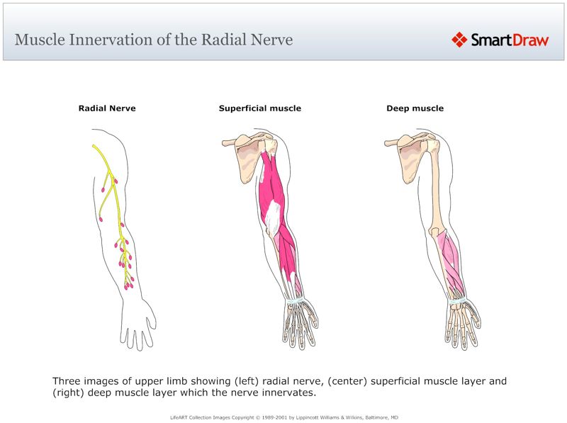Muscle_Innervation_of_the_Radial_Nerve