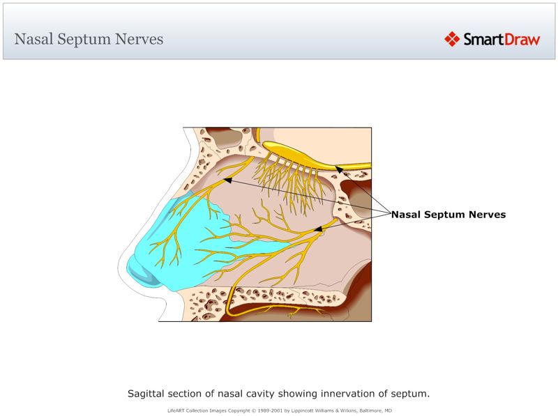 Nasal_Septum_Nerves